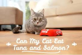 The occasional bit of canned salmon isn't going to cause any of these issues. Can My Cat Eat Tuna And Salmon And If So Are Tuna Good For Cats