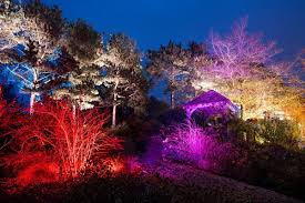 rhs wisley s winter lights spectacle