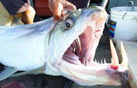 キバが巨大過ぎて口に入りきらないサーベルタイガー的怪魚の名は？【世界怪魚図鑑09】 | 釣りビジョン マガジン | 釣りビジョン