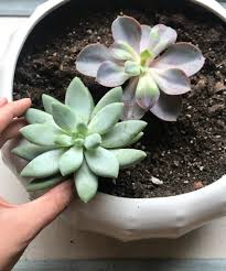 how to plant succulents in a pot the