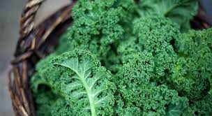 These trivia questions focus on cellular phones, operating systems, the history. Kale Is A Variety Of Which Vegetable Trivia Questions Quizzclub