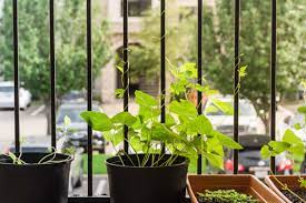 how to grow beans in pots 7 tips for