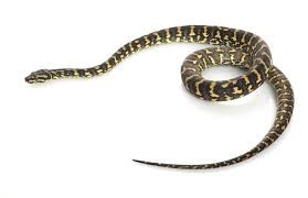 carpet snake definition and meaning