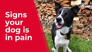 Along with cancer, coughing may also indicate congestive heart failure. How To Tell If A Dog Is In Pain Signs Symptoms Of Pain In Dogs