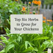 Top Six Herbs To Grow For Ens
