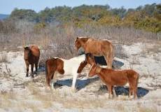 how-many-horses-are-on-assateague-island-2021