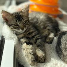 Spokane has no shortage of special and splendid boutiques, explore these listings to find everything from fashion items to stylish accessories. Dj 3 Month Old Female Adoption 222 Kitty Cantina Spokane S Cat Cafe Facebook