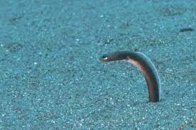 brown garden eel heteroconger