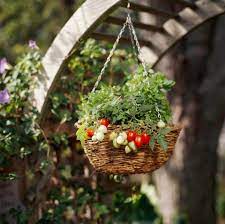 growing tomatoes in hanging planters