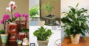 Vastu Shastra Plants And Trees Helps In
