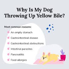 why is my dog throwing up yellow bile