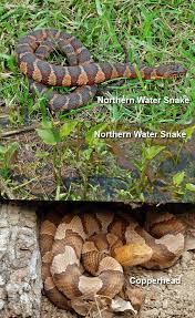 Copperheads And Similar Looking Harmless Species