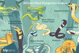 A Top 10 List Of Africas Most Dangerous Snakes