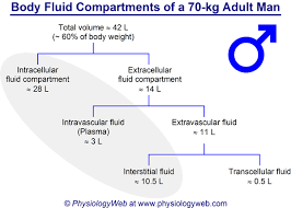 body fluid compartments of a 70 kg