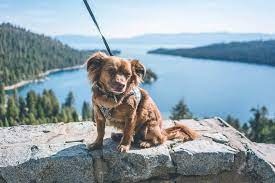 dog friendly lake tahoe guide