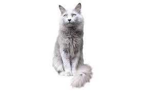 New breed is sweet natured companion. Nebelung Cat Breed Information Pictures Characteristics Facts