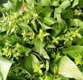 Is basil leaf same as curry leaf?