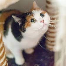 We have 89+ amazing background pictures carefully picked by our community. Cute Pictures And Facts About Calico Cats And Kittens