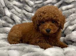 maple toy poodle love my puppy
