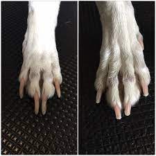 t your dog s nails tera s grooming