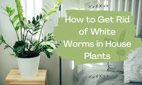 get rid of white worms in house plants
