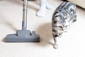 does vacuuming kill fleas on cats vet