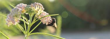 Some flowers need particular kinds of bees for effective pollination and honeybees may collect nectar from a wide variety of flowers, but many wild bees are partial to native flowers. Bring Back The Pollinators Conserving California S Native Bees And Butterflies