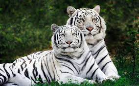 free white tiger wallpapers wallpaper