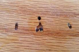 termite damage in hardwood floor