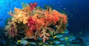 Pemandangan bawah laut di indonesia ini menakjubkan. 47 Gambar Pemandangan Di Dasar Laut Paling Baru Lingkar Png