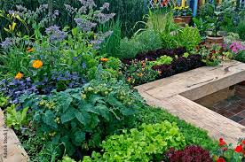 Vegetable Garden Growing In Raised