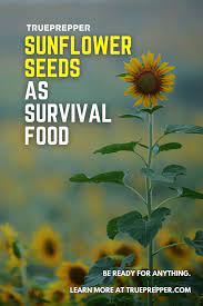 sunflower seeds as survival food