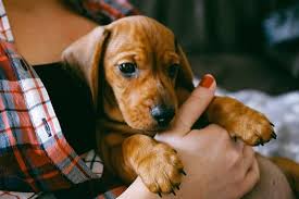 a miniature dachshund cost uk
