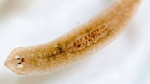 intestinal worms symptoms treatment