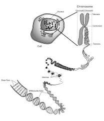 Diagram Of Chromosome Structure Online Biology Dictionary
