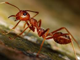 jcmg fire ants are showing up with the