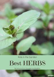 kids gardening best herbs the