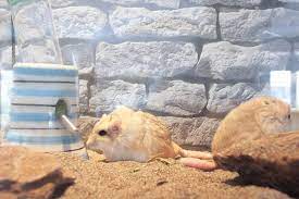 housing and bedding gerbil care