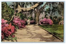 c1950 broad walk under oaks magnolia