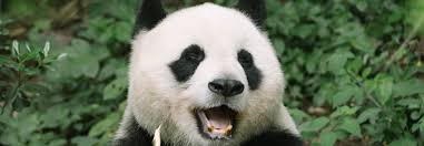 giant pandas from endangered species list
