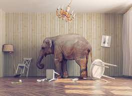 safely remove an elephant from a room