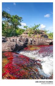 Caño cristales, also known as the river of five colors, or liquid rainbow is definitely one of the most beautiful rivers in the world. Cano Cristales Photos Facebook