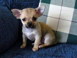 One can get buldog puppies, husky puppies, samoyed puppies etc that from various reason are offered for adoption. Chihuahua Puppies For Free Chihuahua Puppies For Sale Adoption From Shelbyville Ten Chihuahua Puppies Teacup Chihuahua Puppies Chihuahua Puppies For Sale