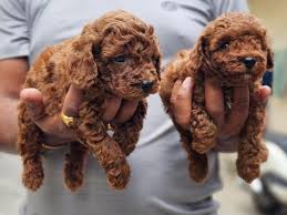good quality poodle puppies available