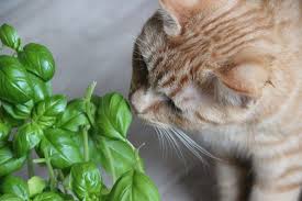 Safe Plants For Pets And Toxic Plants