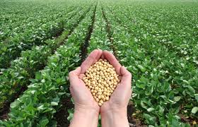 Seeds and fields of plant crops are the fundamental components of farming