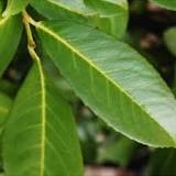 Is Laurel Leaf poisonous?