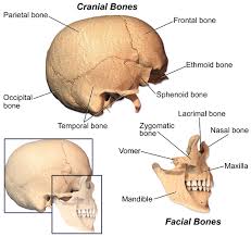 It is also known as the calvarium. The Skull The Definitive Guide Biology Dictionary