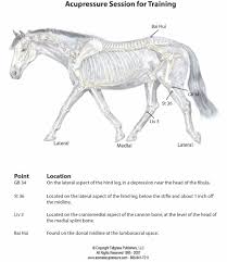 Acupressure For Keeping Your Horse Fit Animal Wellness Guide