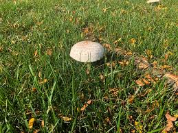 A fairy ring is a ring of mushrooms growing in grass. How To Get Rid Of Mushrooms In Yard Once And For All Lawn Chick